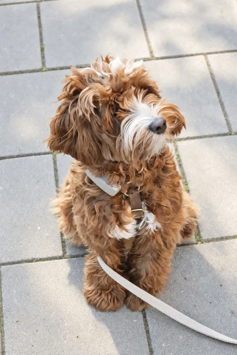Een hond wacht op de stoep voor THIRD.